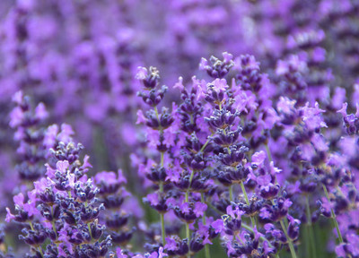 Quentova True ENGLISH LAVENDER VERA Lavandula Angustifolia Vera-RXI-2N Seed(150 per packet)
