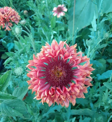 Quentova Gaillardia Pulchella-VISHVA-7J Seed(60 per packet)