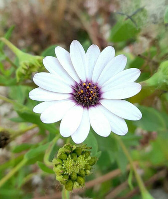 FEVESTA Dimorphotheca Flower Plant Seed(50 per packet)