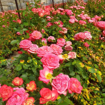 CYBEXIS XLR-91 - Romantic Lover Rose - (100 Seeds) Seed(100 per packet)