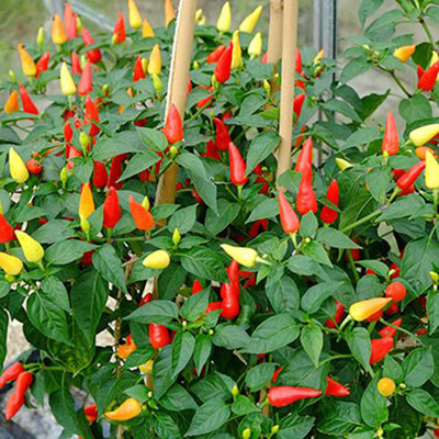 PMA bumbai chilli, pure dasi chilli Seed(125 per packet)