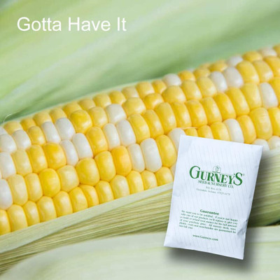 Qualtivate XXX-4A Gotta Have It Hybrid Sweet Corn Seed(400 per packet)