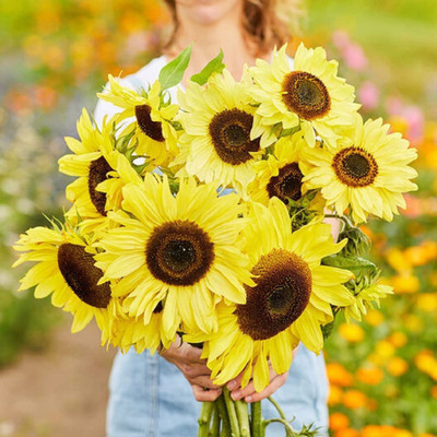 VibeX GBPUT-27 - Lemon Queen Sunflower - (150 Seeds) Seed(150 per packet)