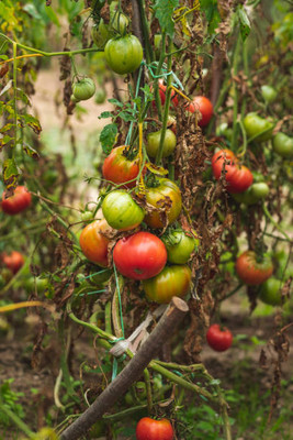 SeedStore tomato Seed(130 per packet)