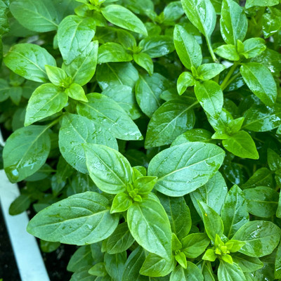Qualtivate PAU-24 French thin leaf basil Seed(1000 per packet)