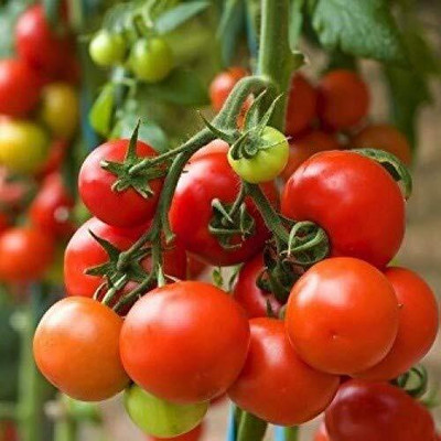 KNESSiN FXD-14 Pusa-4: Tomato Seed(200 per packet)