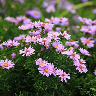 CYBEXIS Organic Easy to Grow Chrysanthemum Flower Seeds Seed(1 g)