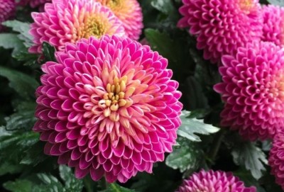 Quentova Chrysanthemum Flower-8Q-HQ Seed(50 per packet)