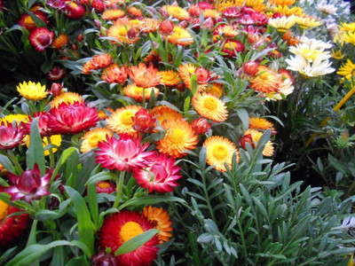 CYBEXIS Paper Daisy Plant Seeds Seed(1 g)