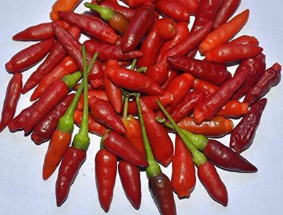WILLVINE PAU -I Kanthari Chilli Seeds[10gm, 2000 Seeds] Seed(2000 per packet)