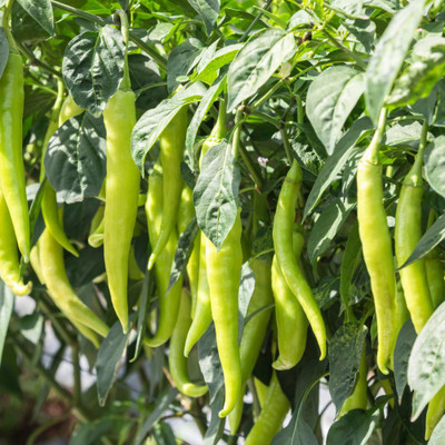 Seedsqlty Chilli seeds for home gardening, high germination (100 seeds) Seed(100 per packet)