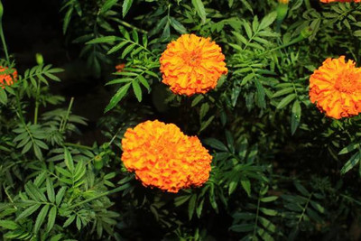 Mewar Impex marigold,gende ka phool seeds Seed(21 per packet)