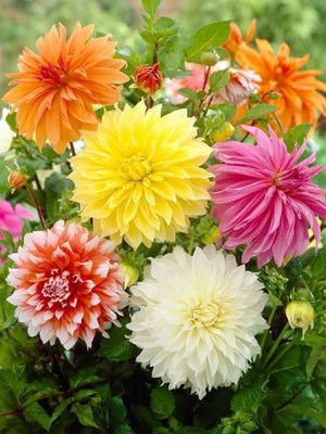 GREENSEA Dahlia mixed Flower Seed(25 per packet)