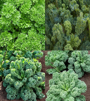 ibains Kale seeds bij 17 Seed(17 per packet)