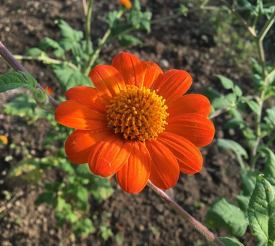 Quentova Tithonia Flower-XII-6D Seed(75 per packet)