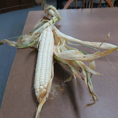 WILLVINE MAH -X 1051-Corn Giant Peruvian-[250g] Seed(1000 per packet)