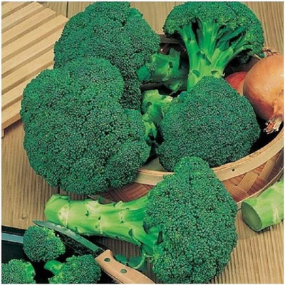 CYBEXIS Broccoli Green Organic Sprouting Calabrese Seeds2000 Seeds Seed(2000 per packet)