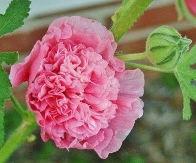 KANAYA Hollyhock (Hybrid) Seeds With Free Germination Potting Soil Mix Seed(10 per packet)