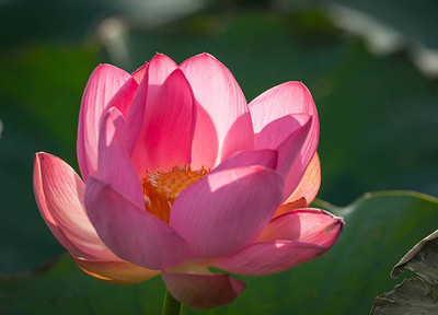 GOCROP lotus,kamal gatta Seed(14 per packet)