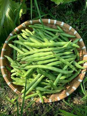 jungli F1 Hybrid French bean seeds, winter vegetable seeds Seed(15 per packet)
