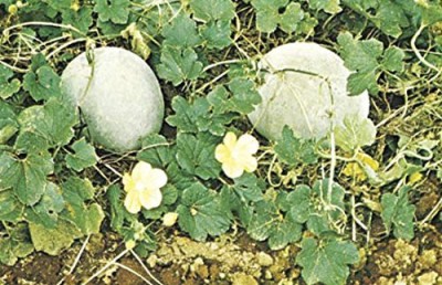 Aywal Ash Gourd Hybrid Mitahi Petha Seed(13 per packet)