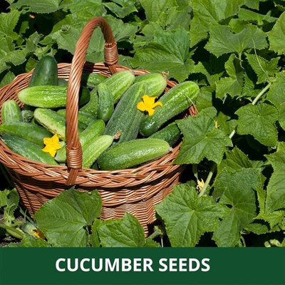 isarkars ™️Hybrid Cucumber seeds desi, Kakari sosa Seed(100 per packet)