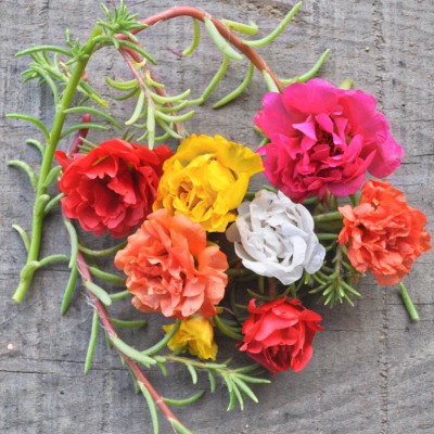Quentova HAPPY TRAILS MIX PORTULACA-SWAT-9R Seed(75 per packet)