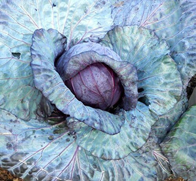 WILLVINE MEH -III Savoy Cabbage Seeds, di Verona [50g] Seed(15000 per packet)