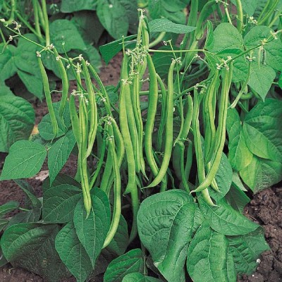 CYBEXIS Dwarf French Bean Safari Vegetable Seeds200 Seeds Seed(200 per packet)