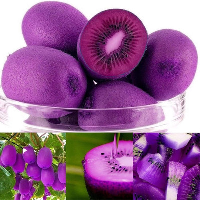 KNESSiN Kiwi Fruit Seed(200 per packet)