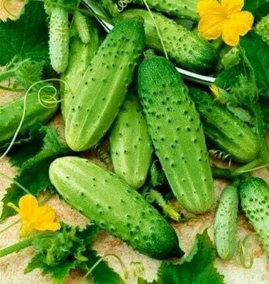 KNESSiN Cucumber Seed(200 per packet)