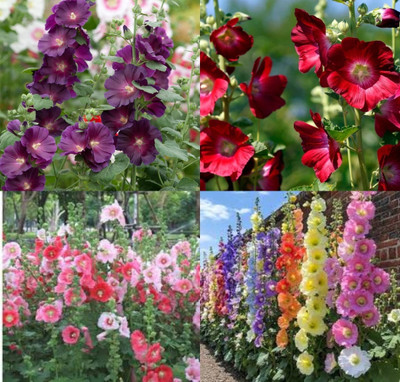 ibains Double hollyhock seeds beej 10 Seed(10 per packet)