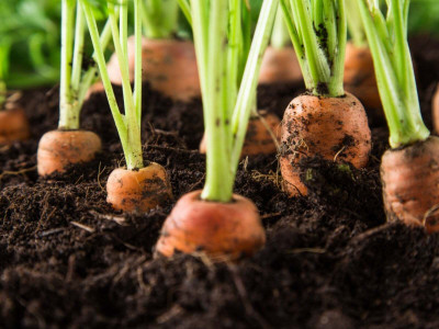 PETALFLEUR Carrot/gajar Seed(50 per packet)