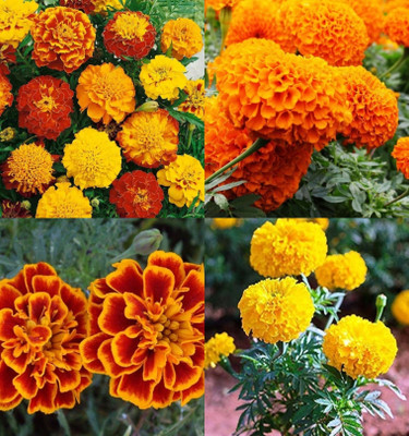 ibains Marigold seeds combo pack of 58 Seed(18 per packet)