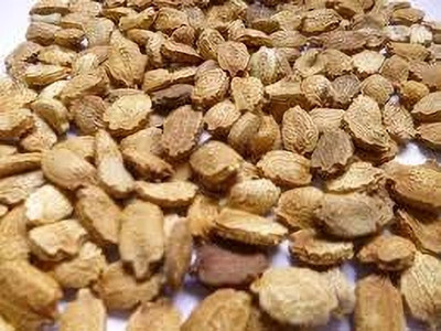fixeded BITTERGOLD SEED PREMIUM BITTER GOURD FOR HEALTH AND WELLNESS Seed(20 per packet)