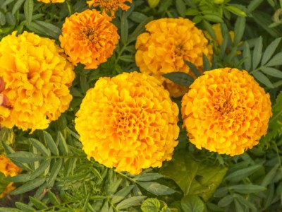 Bamboo marigold/gende ka phool flower seeds Seed(50 per packet)