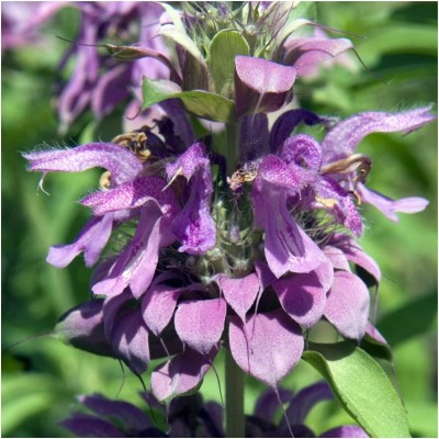 Qualtivate ICRA-8A Lemon Mint Seeds(Monarda citriodora) Seed(200 per packet)