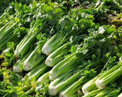 ENTENT Leaf Celery Zefir NON GMO - Apium Graveolens Seed(120 per packet)