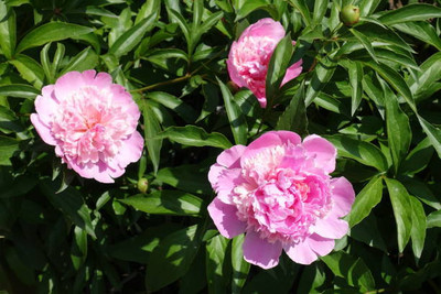 XOLDAA balsam frower Seed(20 per packet)