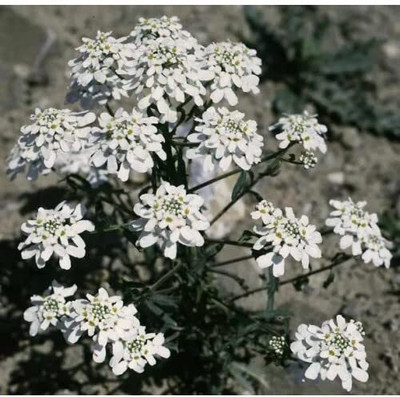 Aywal Candytuft Sempervirens 'Iceberg Superior' Seed(100 per packet)