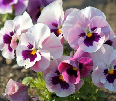 Quentova Tutti Frutti large-flowered pansy - mixture-US-6Y Seed(100 per packet)