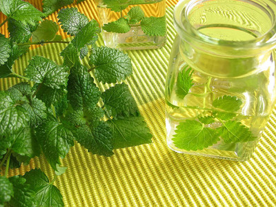 CYBEXIS LXI-5 - Lemon Balm Capricata Citronella - (2250 Seeds) Seed(2250 per packet)