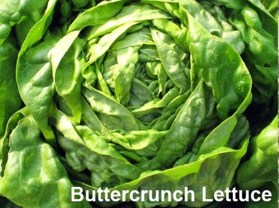 Qualtivate PAU-98 Buttercrunch Lettuce Seeds Seed(200 per packet)