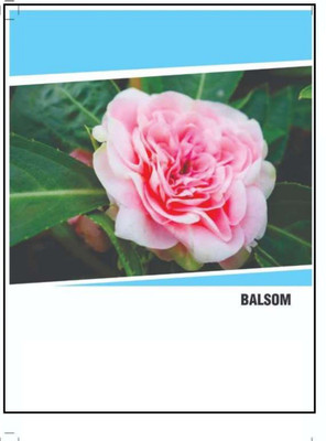 CYBEXIS Hybrid Balsam Flower Seeds(200 Seeds) Seed(200 per packet)