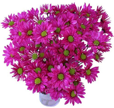 Aywal Chrysanthemum Seed(40 per packet)