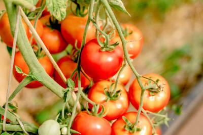 chengara tomato Seed(145 per packet)
