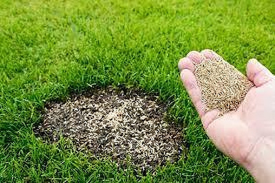 Seedsqlty Cricket ground grass seeds Seed(3000 per packet)