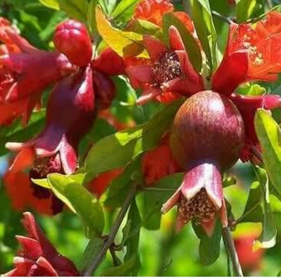 KANAYA Anar Seed(38 per packet)