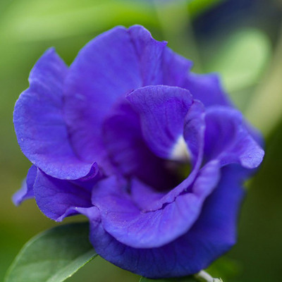 SeeGreen Aparajita Double Mixed Seeds All Color, Butterfly Pea Seeds, Clitoria Ternatea Seed(15 per packet)