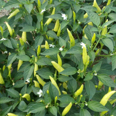 CYBEXIS Chilli Pepper Seed Vegetable Seed Base2400 Seeds Seed(2400 per packet)